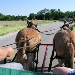 Horses asses