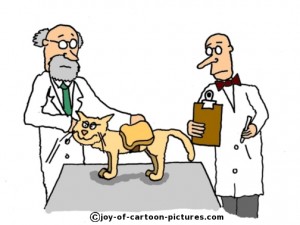 quote-about-cats
