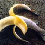 Banana_fish