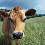 Cum adică vacile sînt rele?