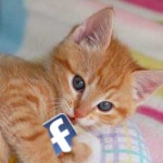 kitten-and-facebook_email