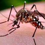 Legătura dintre virusul Zika și febra planetei