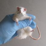Despre oameni și șoareci de laborator