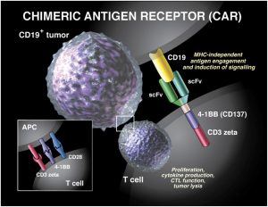 160718 car t cells