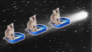 160728 cat pee 2